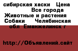 l: сибирская хаски › Цена ­ 10 000 - Все города Животные и растения » Собаки   . Челябинская обл.,Еманжелинск г.